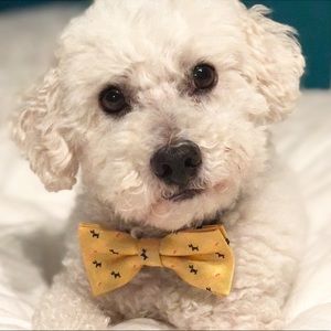 Meet your Posher, Cynthia